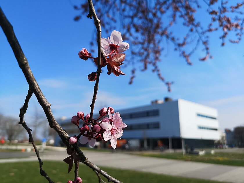 Kirschblüten an einem Baum vor der Hochschule Neu-Ulm (öffnet Vergrößerung des Bildes)